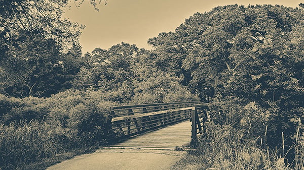 A path and bridge through a forest