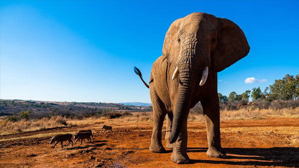 Elephant
