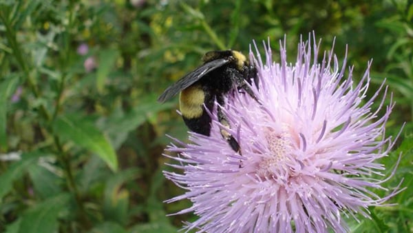A bumble bee on a purple flower