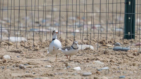Two piping plovers at Montrose Beach in Chicago