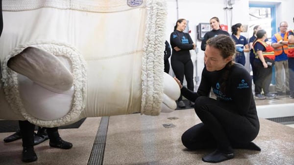 A woman kneels before a beluga being lifted in a special harness