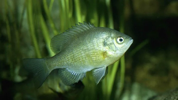 A bluegill fish 