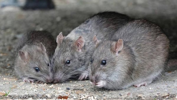 Three rats huddled together sniffing around pavement