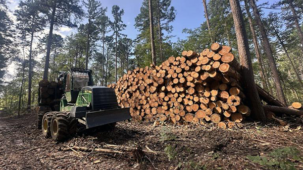 A pile of felled trees and logging equipment