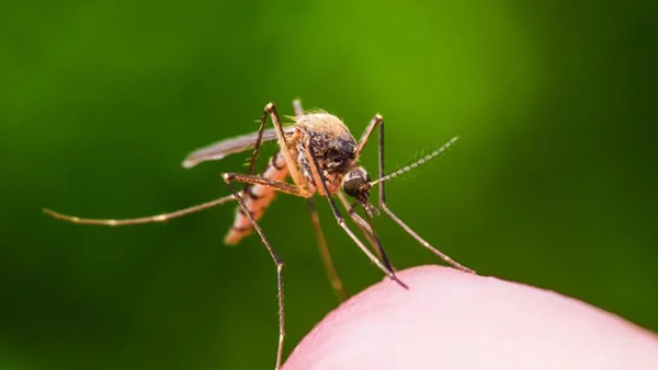 A close up image of a mosquito 