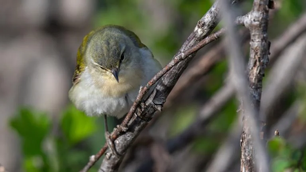 A Tennessee Warbler perched on a branch