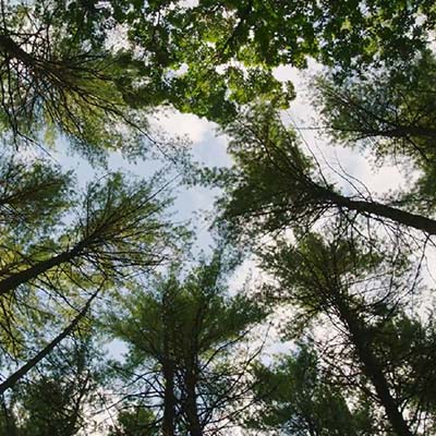 A still image from Henry David Thoreau, picturing trees near Walden Pond. Credit: Ewers Brothers Productions