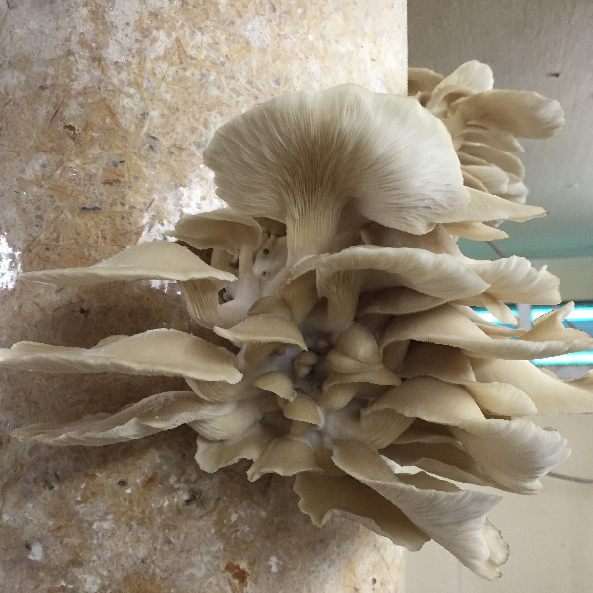 Mushrooms