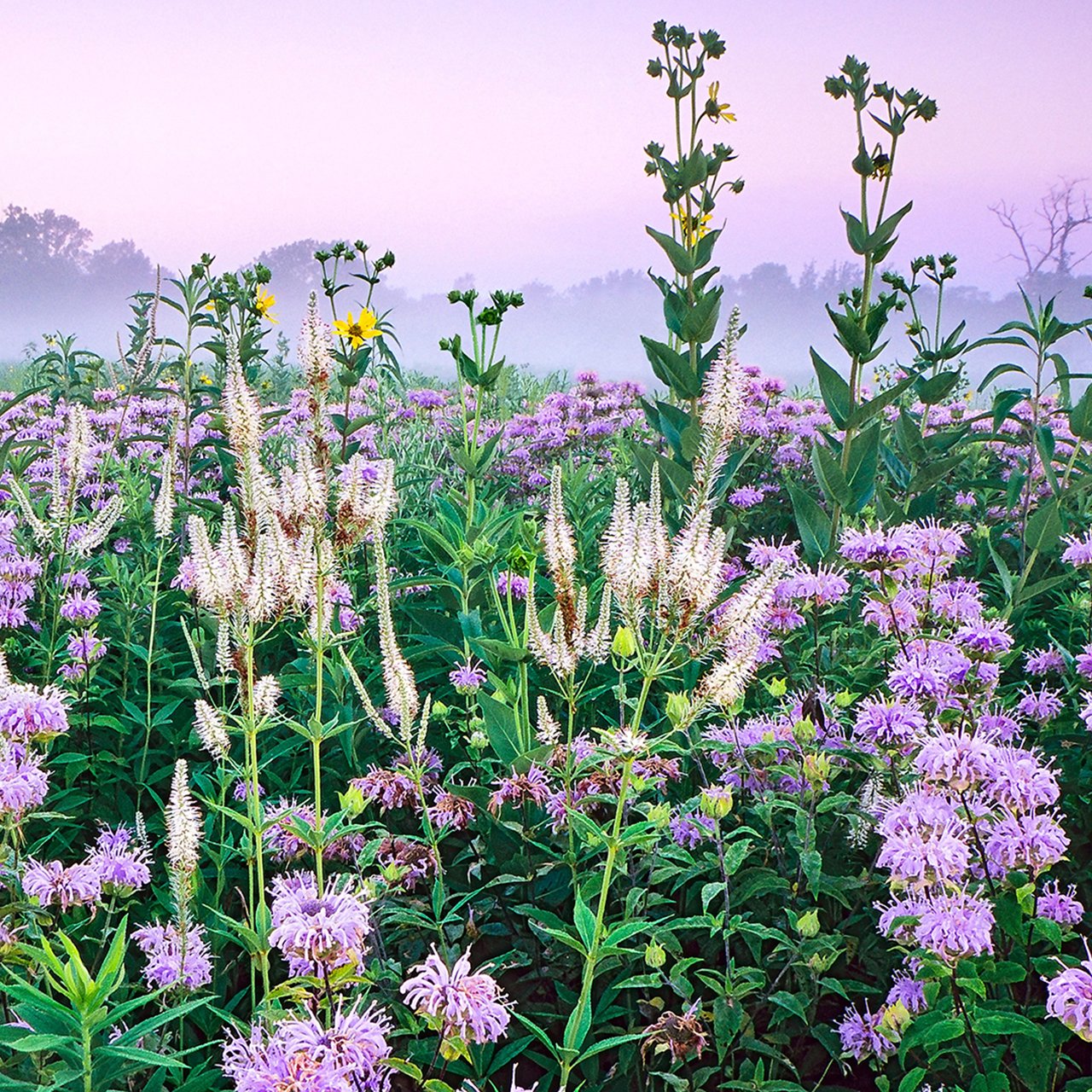 Chicago's Best Wildflowers