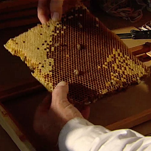 bee rescue