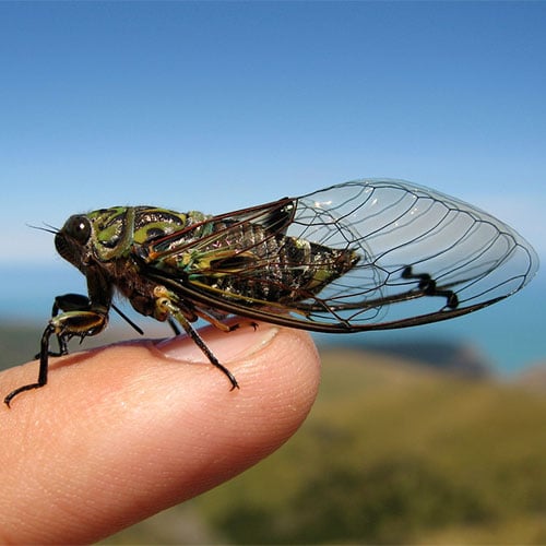 cicada