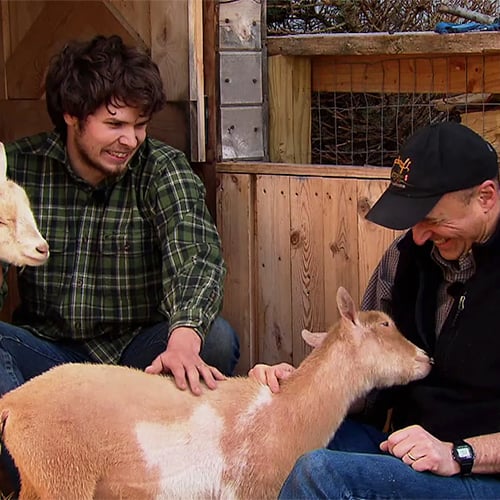 Urban Goats