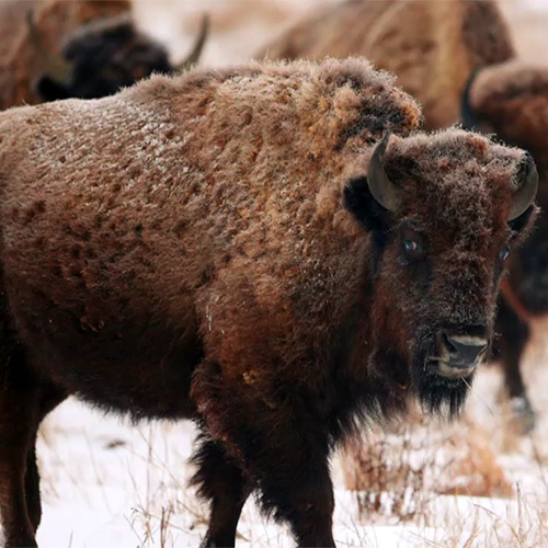 Bison are Back