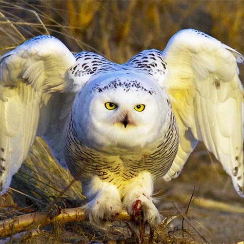 Snowy Owl