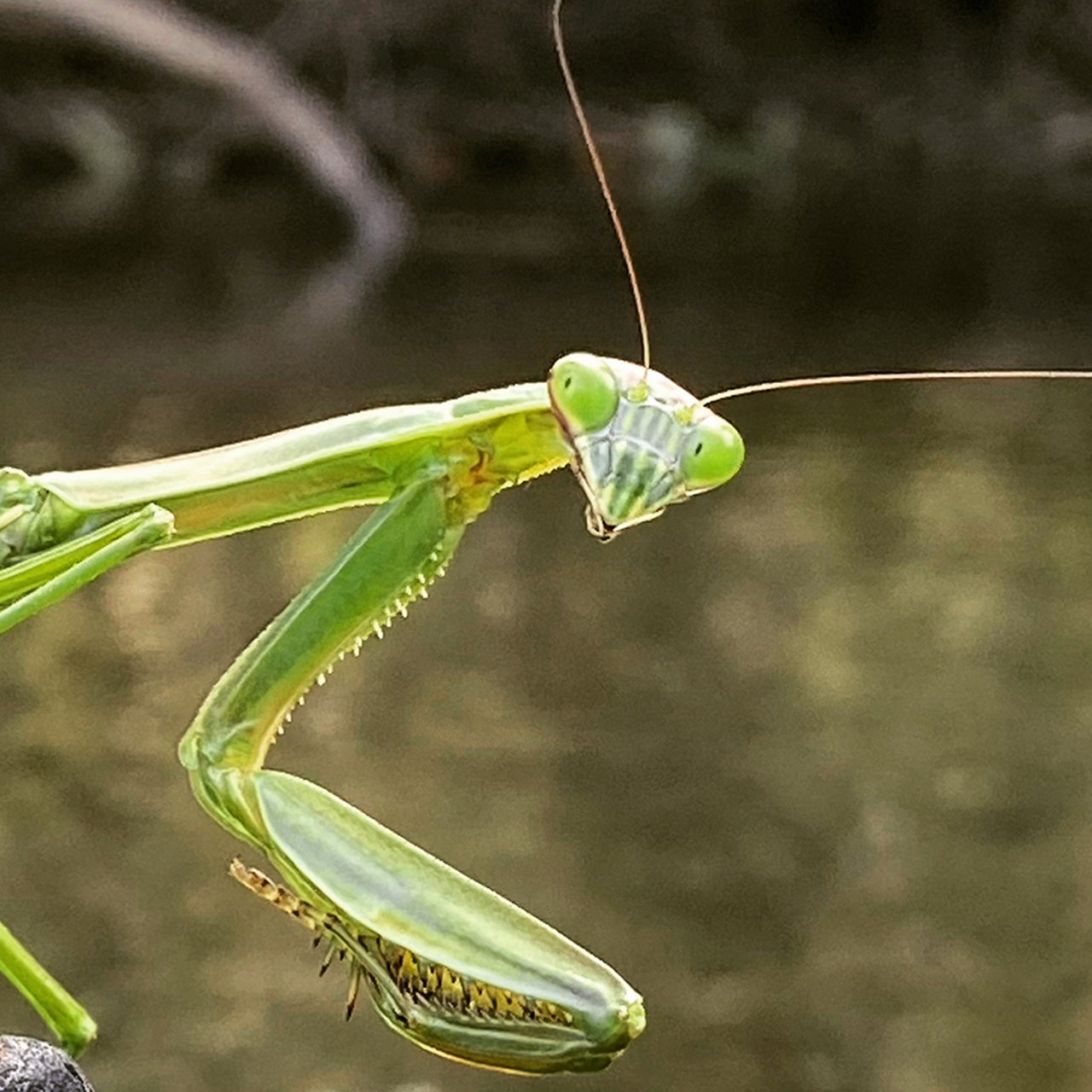 My Praying Mantis Teacher