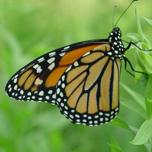 monarch butterfly