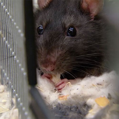 Rat Patrol