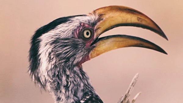 Beaks as Tools