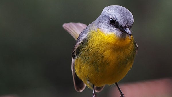 Bird Watching