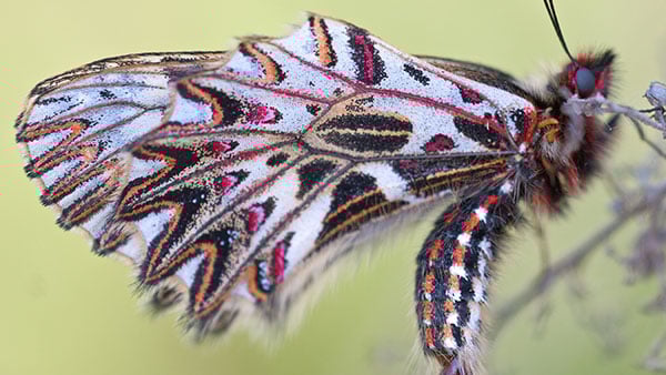 Butterfly Wings