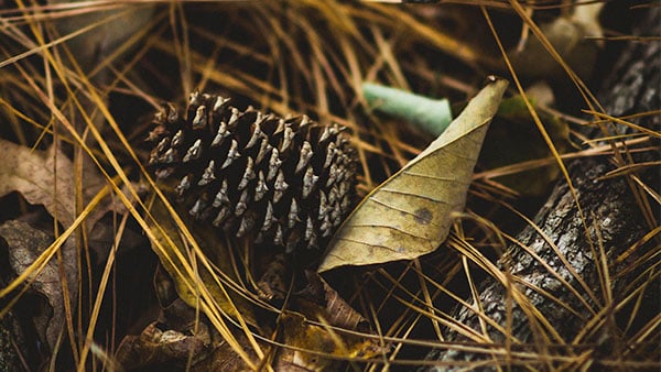 Nature Art