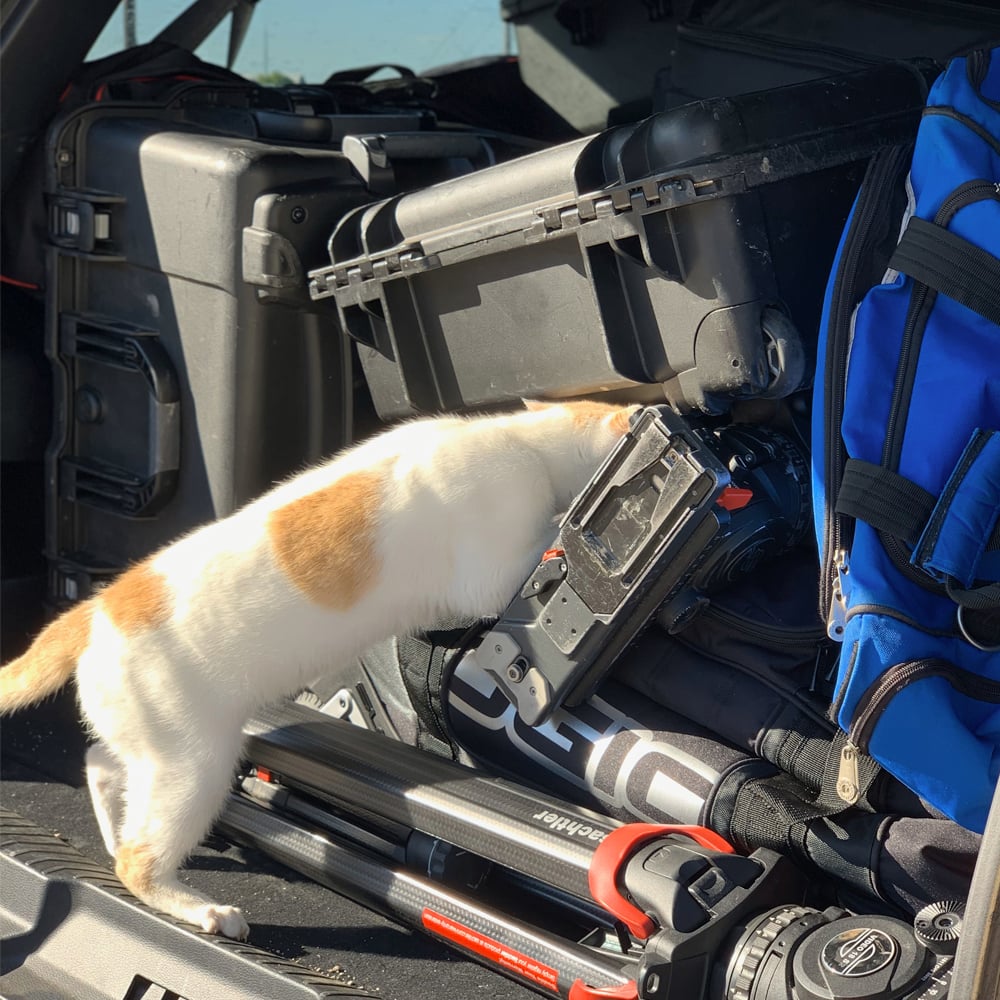 cat invading the production van