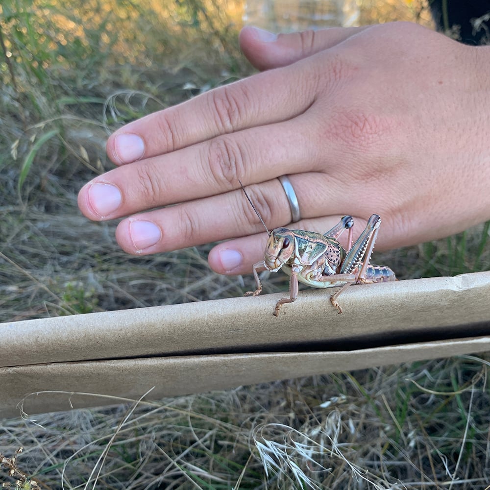 grasshopper