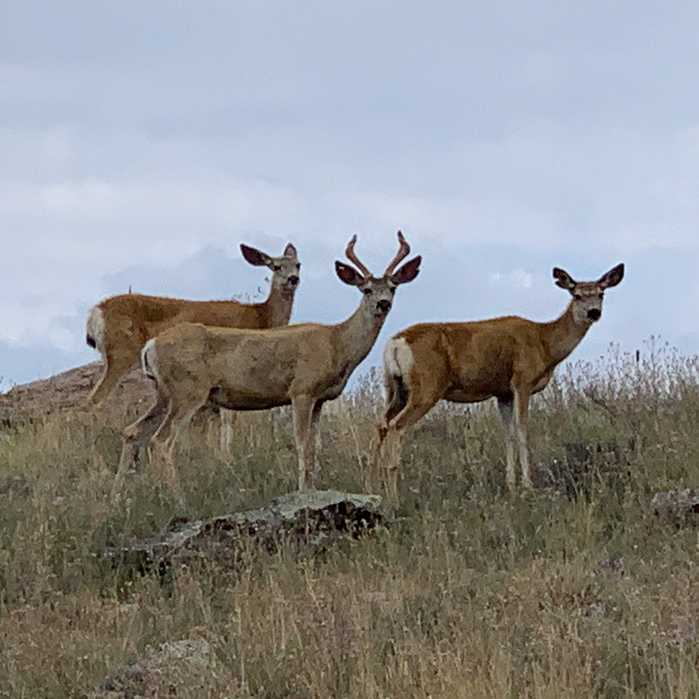 herd of deer