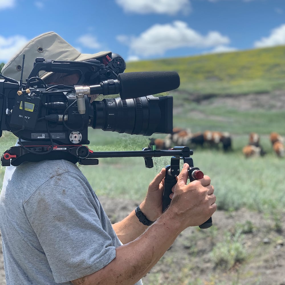 cows in the background