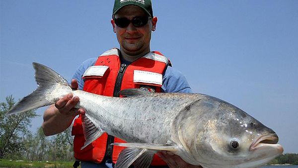 A bighead carp, a type of Asian carp, caught in the Illinois River, the principal tributary of the Mississippi River. There are no North American fish large enough to eat Asian carp, according to the Asian Carp Regional Coordinating Committee. (Courtesy U.S. Geological Survey) A bighead carp, a type of Asian carp, caught in the Illinois River, the principal tributary of the Mississippi River. There are no North American fish large enough to eat Asian carp, according to the Asian Carp Regional Coordinating Committee. (Courtesy U.S. Geological Survey)
