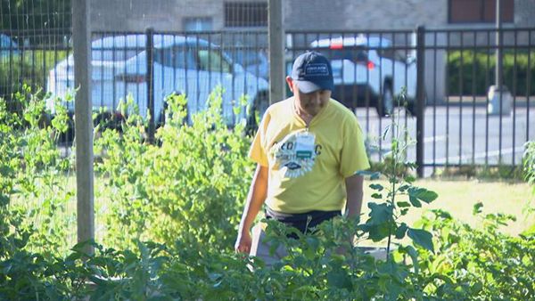 (WTTW News) Elvis Sanchez walking through the Growing Solutions farm.