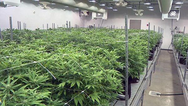A cannabis cultivation facility (WTTW News) Inside a cannabis cultivation facility