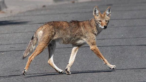 Coyotes are on the move, looking for love. (Alan Schmierer / Flickr Creative Commons)