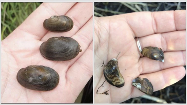 Side by side images of lilliput mussels and invasive zebra mussels being held in someone's hand