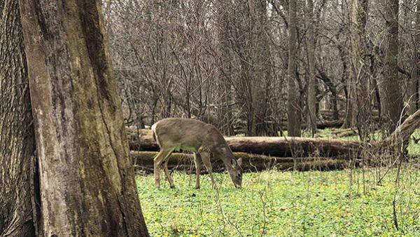 A deer grazing in the woods