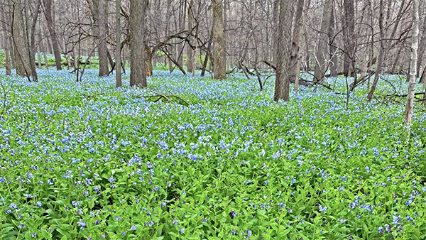 A blanket of bluebells at O’Hara Woods in Will County. (Courtesy Forest Preserve District of Wall County)