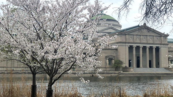 Cherry blossoms in Jackson Park in 2021. (Courtesy of Chicago Park District)