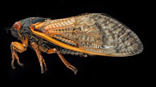 A cicada specimen against a black backdrop