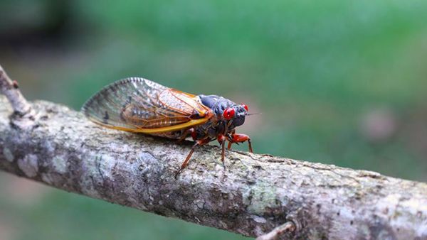 A brood XIX periodical cicada sitting on a tree branch