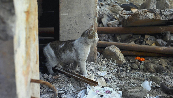 A cat stands in rubble
