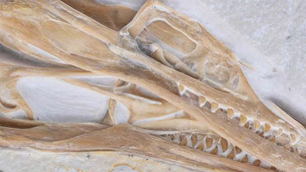 A close-up of the Archaeopteryx fossil 