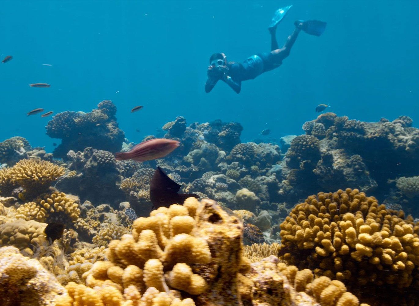 A diver and coral under the sea.