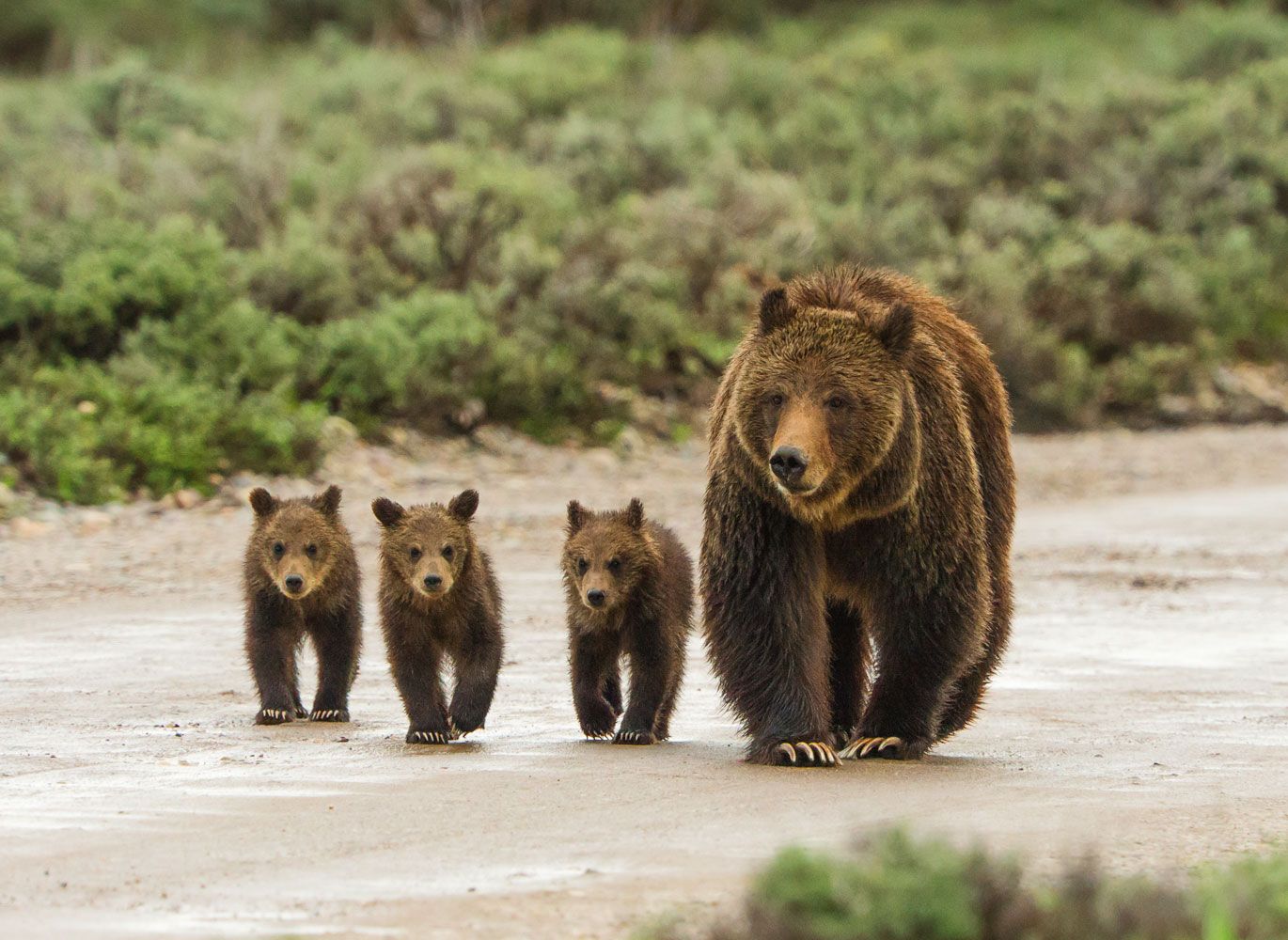 Grizzly 399 walking with her cubs.