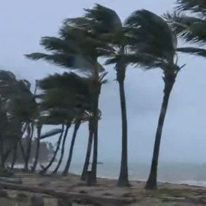 Palm trees in hurricane.