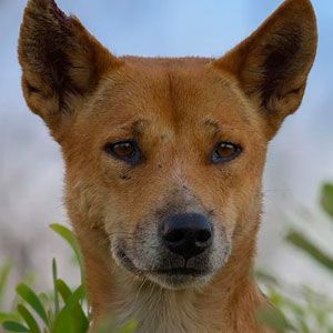 Dingoes are among the wild dogs featured in a new 'Nature' miniseries. Photo: BBC