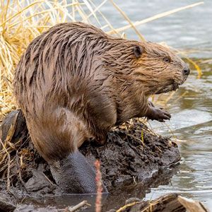 Beavers have been spotted in the Chicago River system. 