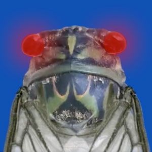 Zombie cicada.
