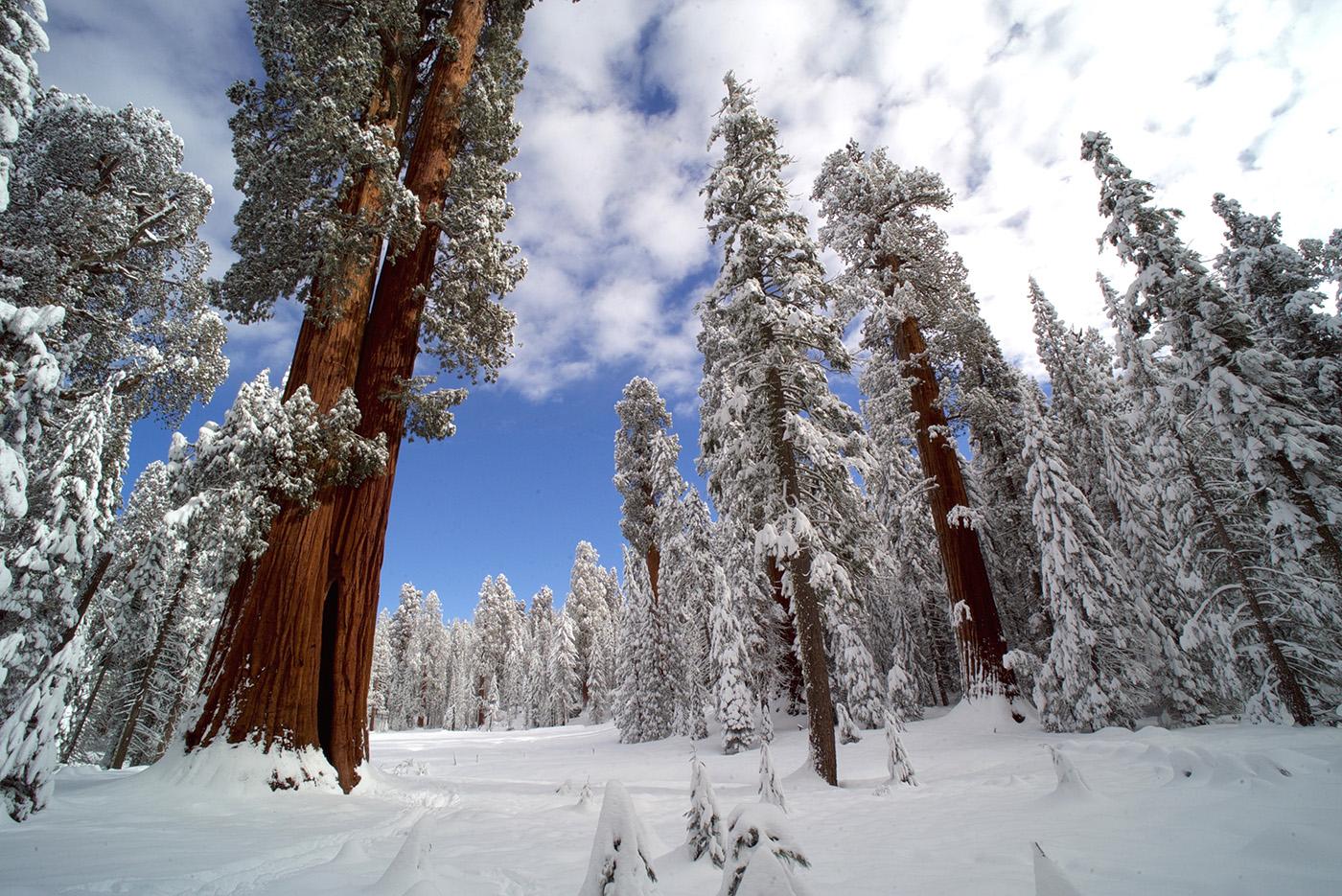 The Giant Forest in Sequoia National Park, home to the largest trees on Earth. (Courtesy of Nimmida Pontecorvo/© THIRTEEN Productions LLC)