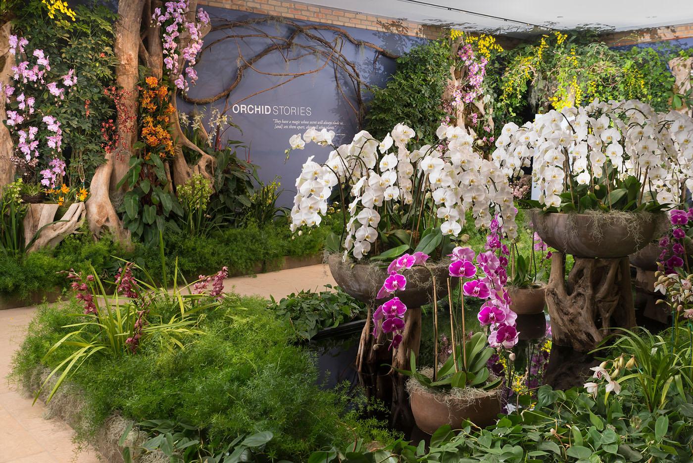 Chicago Botanic Garden's Orchid Show. Photo: Chicago Botanic Garden