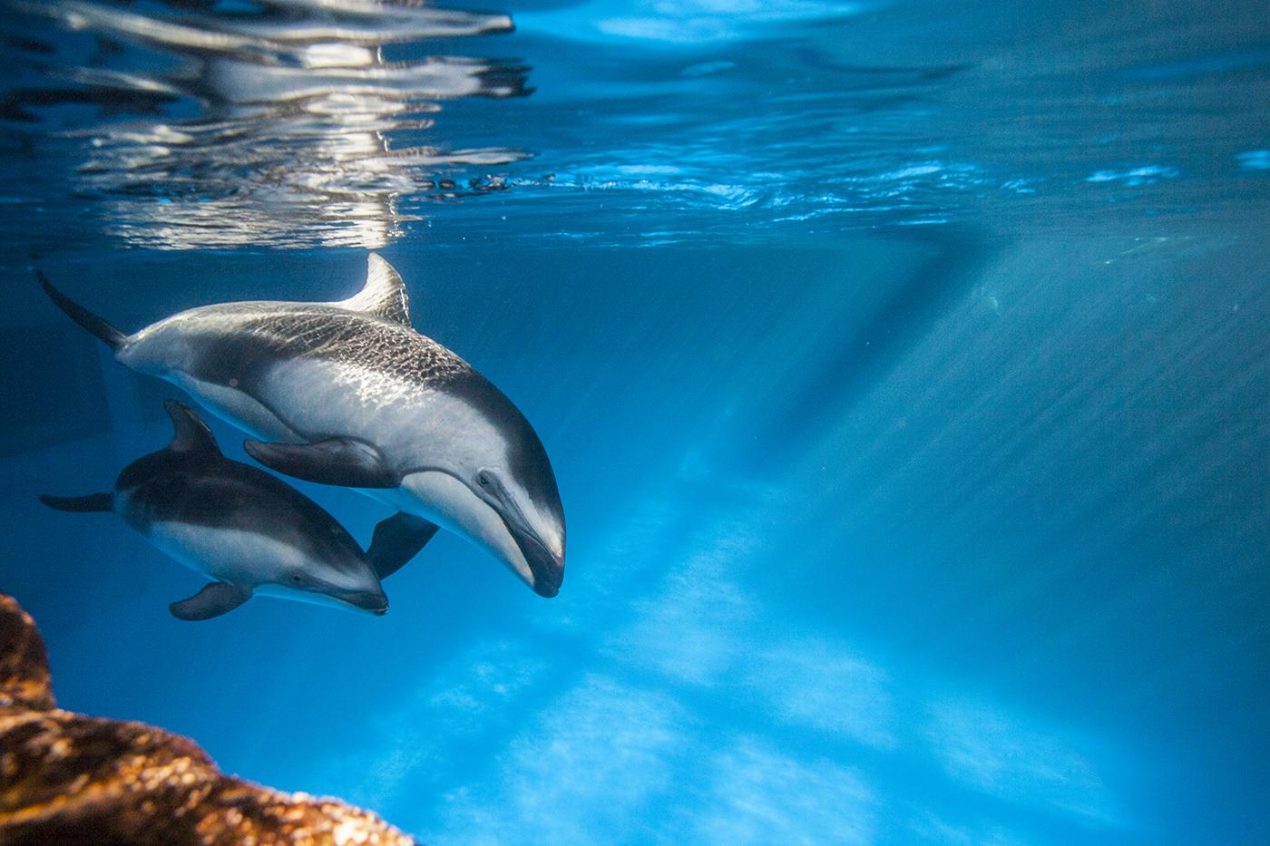 Katrl and Kukdlaa, mother and daughter Pacific white-sided dolphins at Shedd Aquarium. Photo: ©Shedd Aquarium